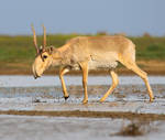 1280px-Saiga antelope at the Stepnoi Sanctuary