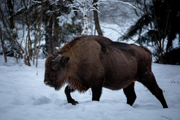 NationStates • View topic - Your nation's national animal NationStates • View topic - Your nation's national animal