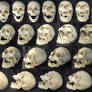 Different Angles of a Skull - Open Mouth