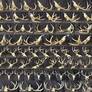 Different Angles of a Deer Skull