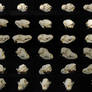 Different Angles of a Coyote Skull Pack 1