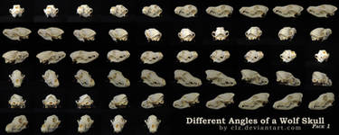 Different Angles of a Coyote Skull Pack 1