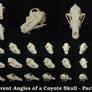Different Angles of a Coyote Skull Pack 2