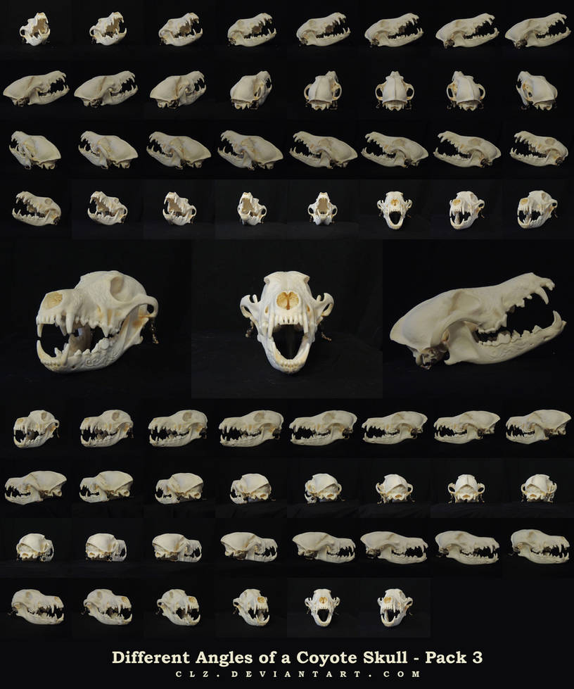 Different Angles of a Coyote Skull Pack 3 by AshenCreative