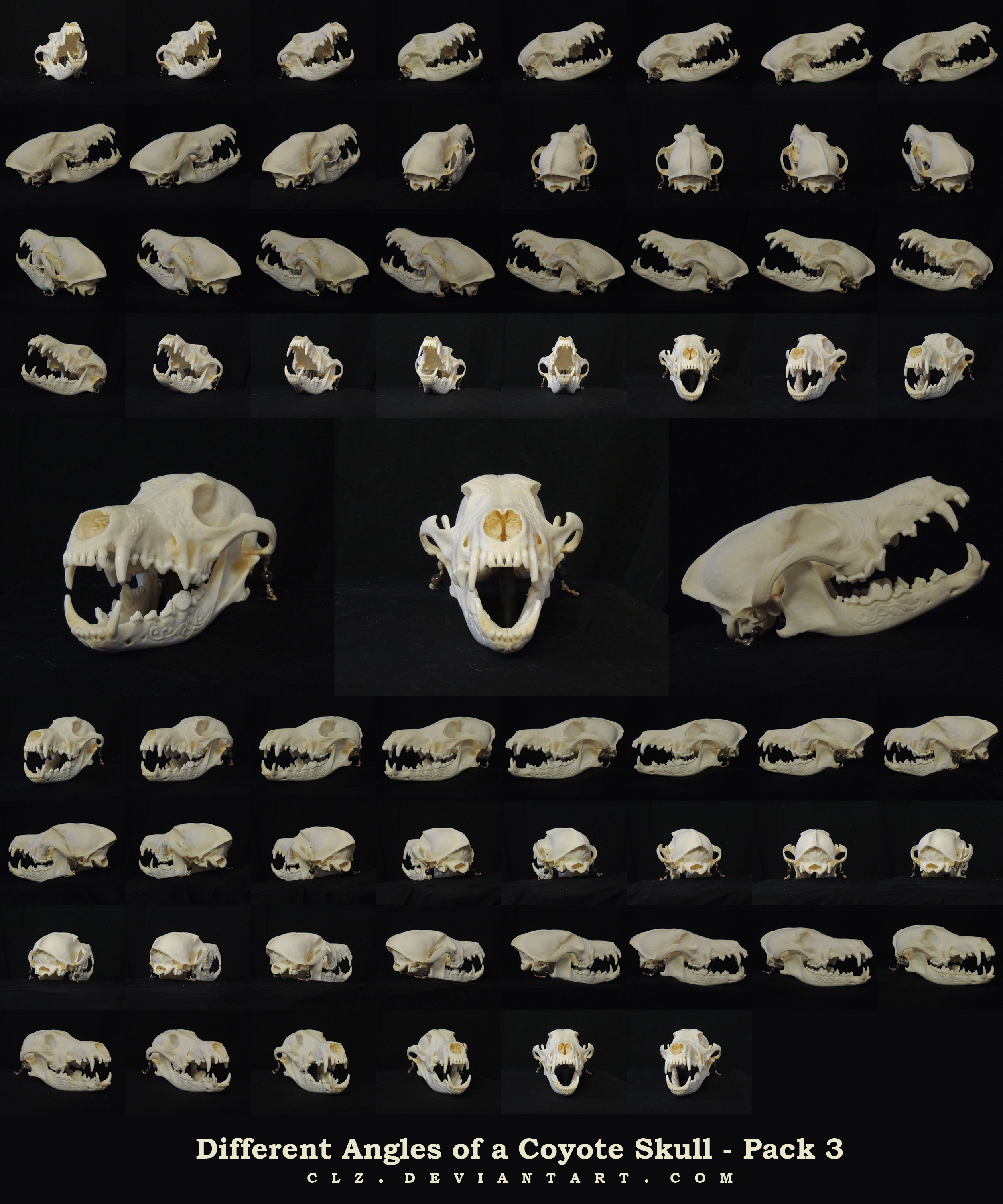 Different Angles of a Coyote Skull Pack 3 by AshenCreative