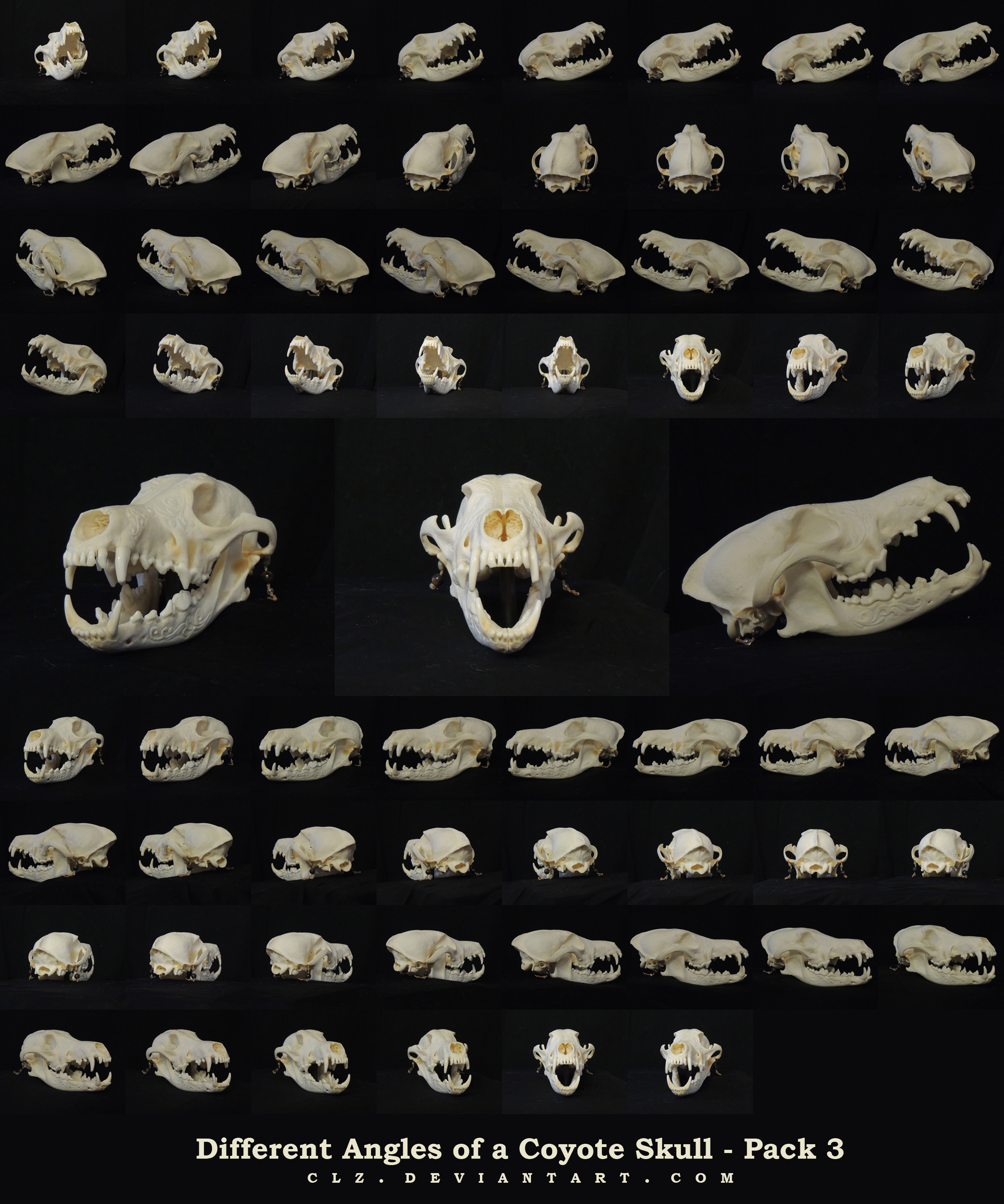 Different Angles of a Coyote Skull Pack 3