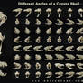 Different Angles of a Coyote Skull Pack 4