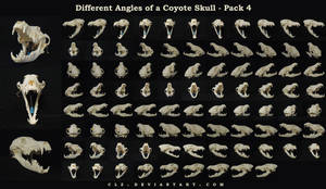 Different Angles of a Coyote Skull Pack 4