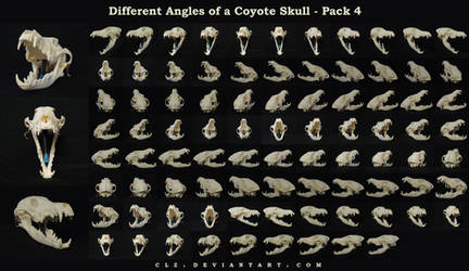 Different Angles of a Coyote Skull Pack 4 by AshenCreative