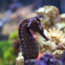 Sea Horse