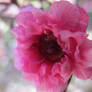 Small Pink Flower