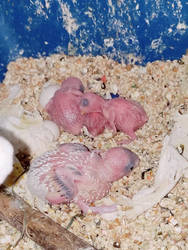 Four babies!