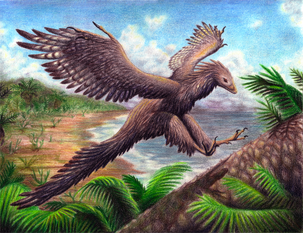 Archaeopteryx - Landing