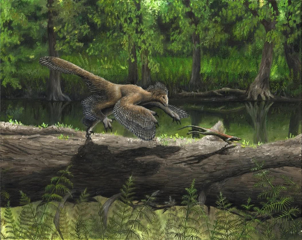 Anchiornis - old version