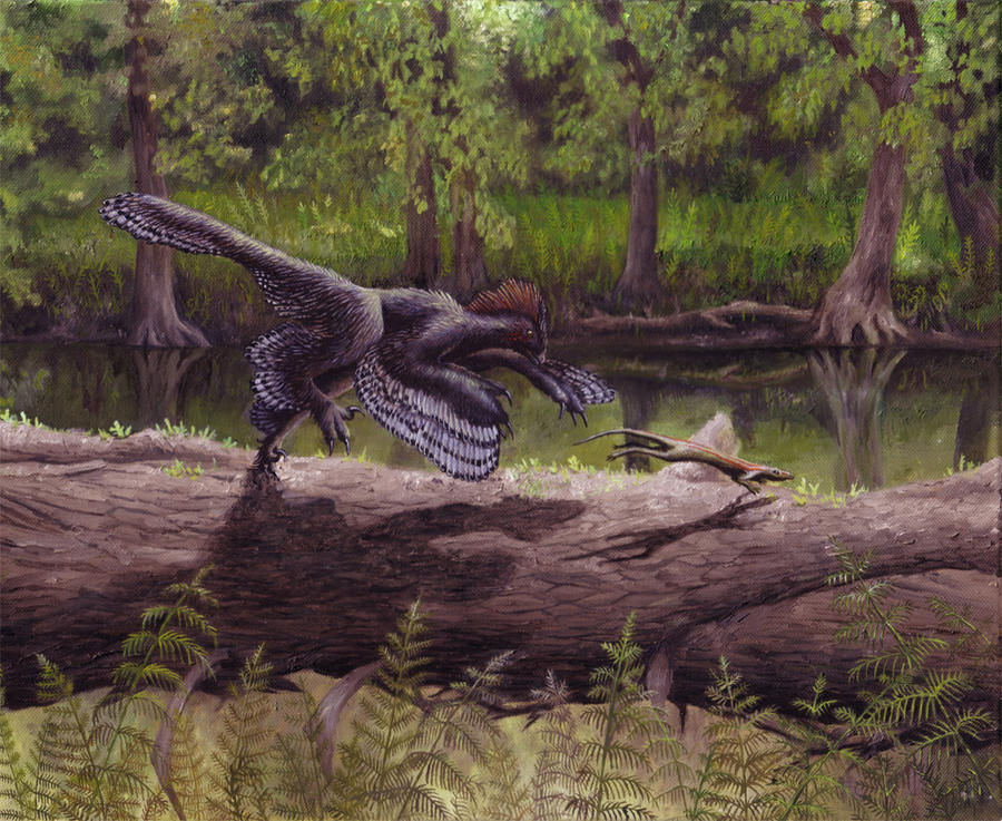 Anchiornis - new version