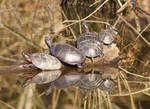 Triangle of Turtles by EWilloughby