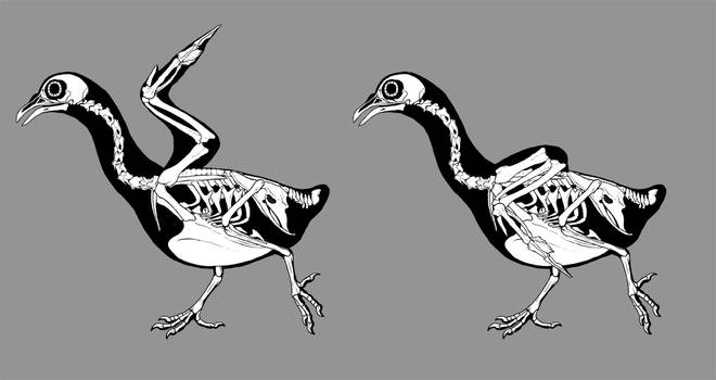 Pigeon skeletals