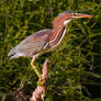 Green Heron