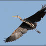 Great Blue Heron in Flight