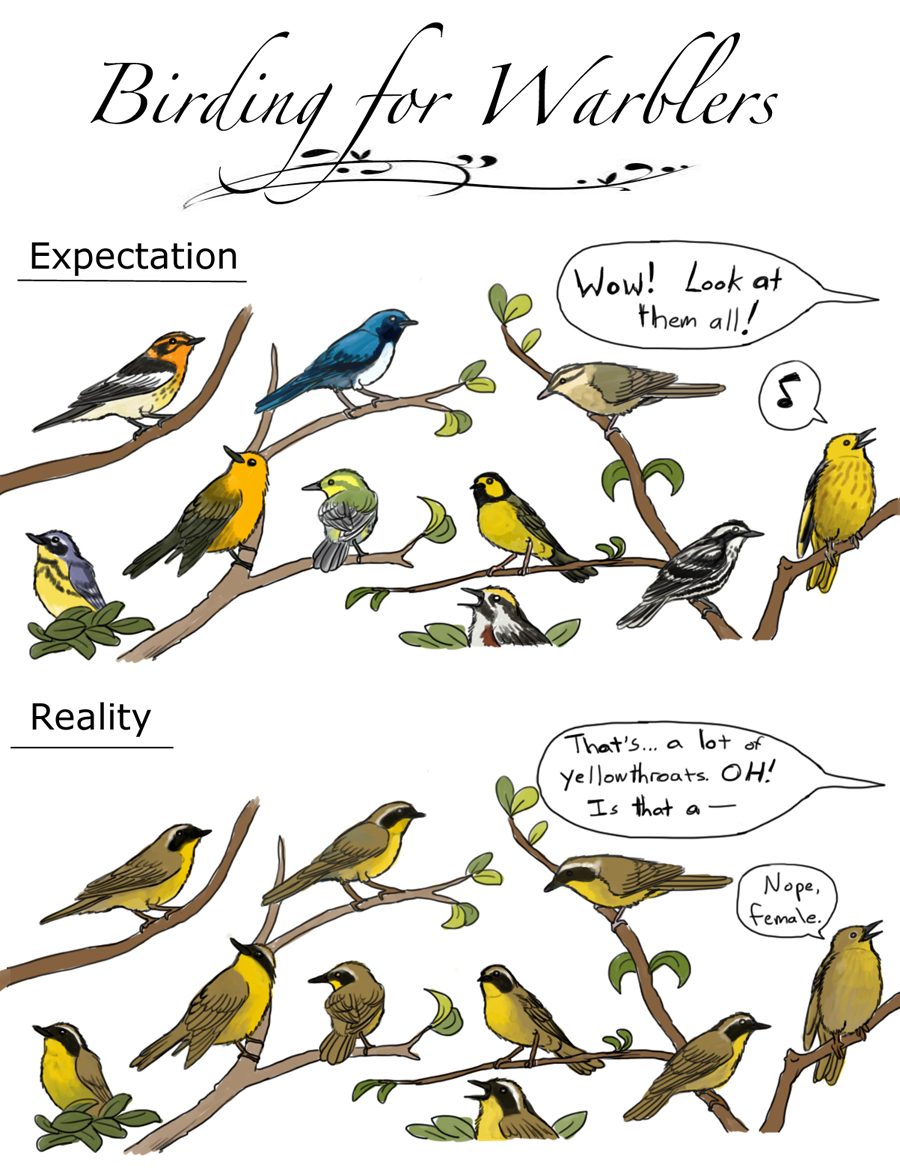 Warbler Memes