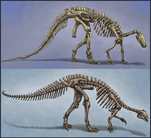 Camptosaurus Skeletons - Old and New