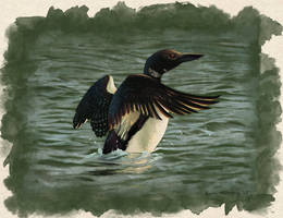 Common Loon