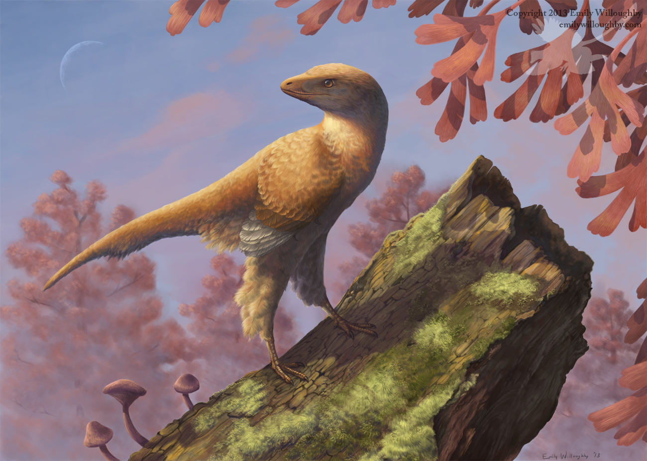 Eosinopteryx by EWilloughby