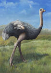 Ostrich by EWilloughby