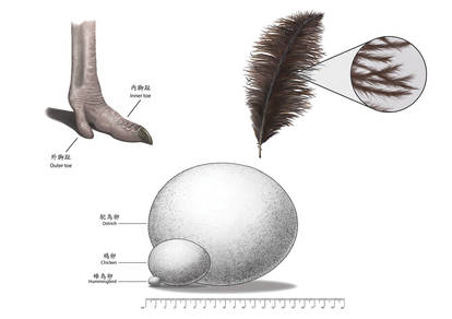 Ostrich Characteristics