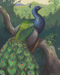 Haunts of the Peacock