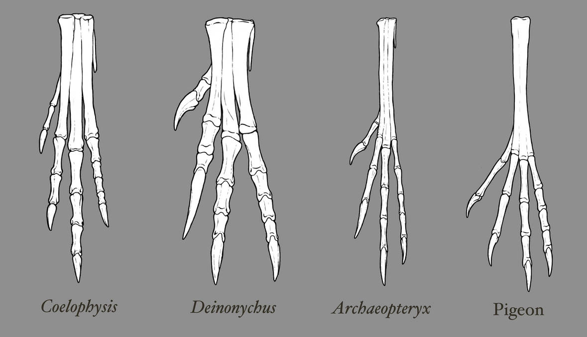 Theropod Foot Comparison by EWilloughby