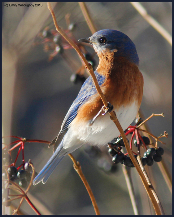 Winter Bluebird