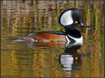 Hooded Merganser Male 2 by EWilloughby