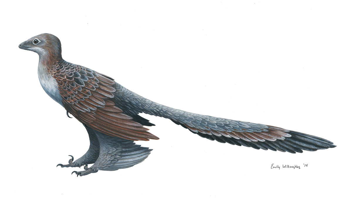 Changyuraptor by EWilloughby
