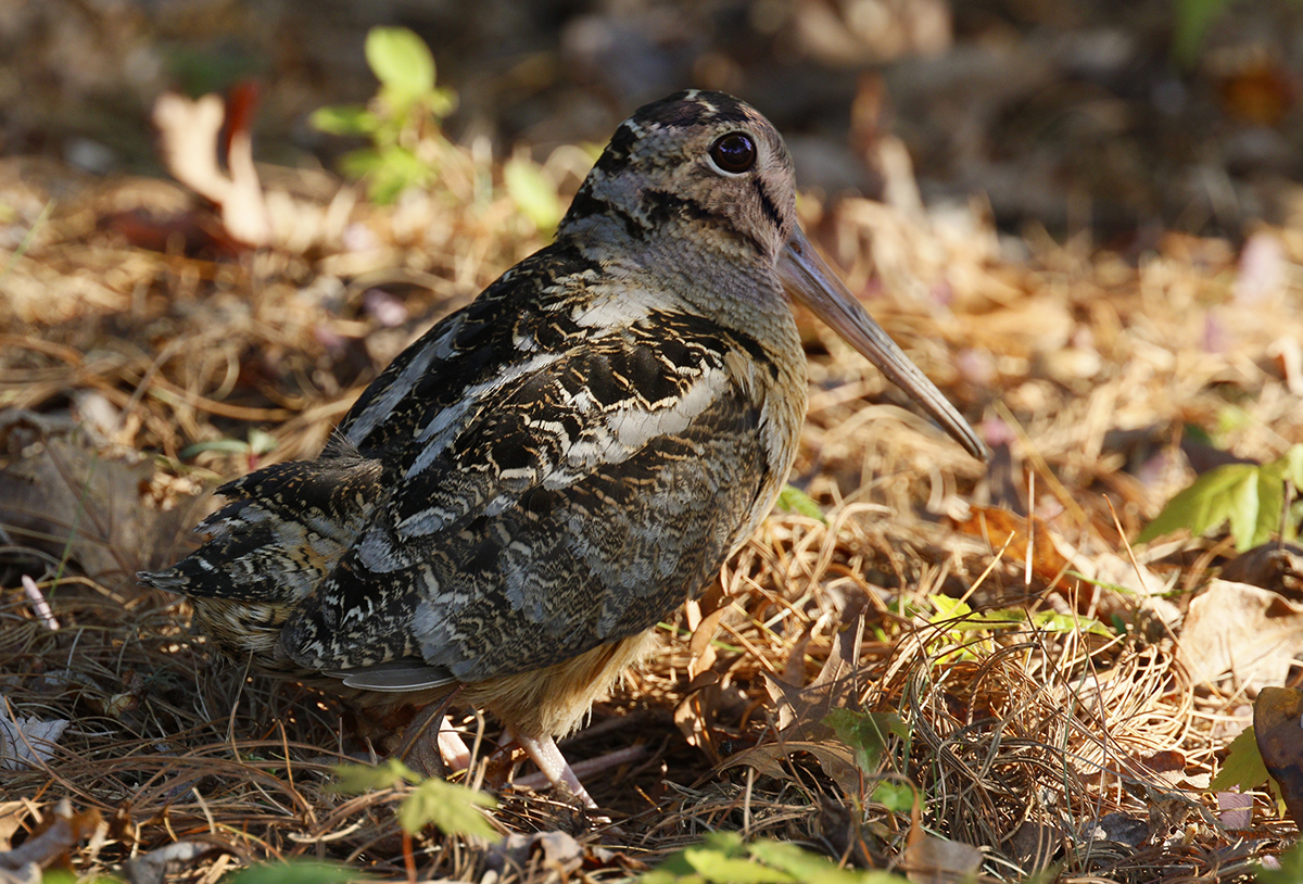 American woodcock