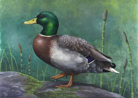The Glorious Mallard