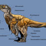 You are what you eat: Deinonychus