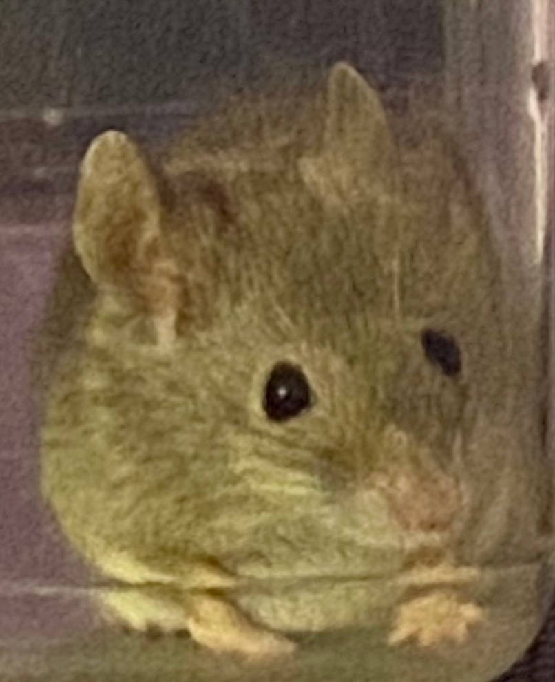 Boop Mouse Boop the Mouse Snoot by GDeNofa on DeviantArt