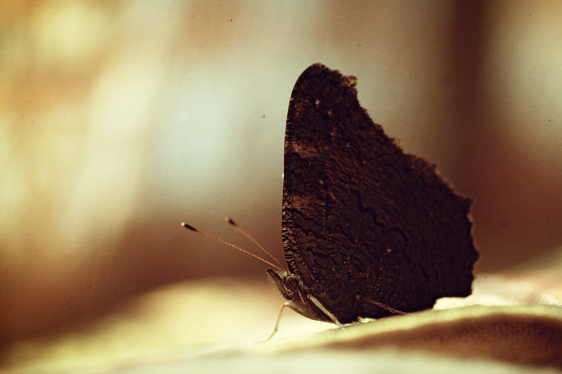 Butterfly III