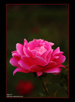 virgin Rose..