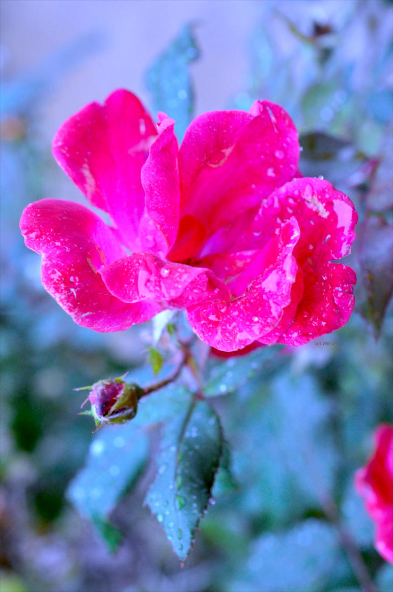 Autumn rose by IWilsonArt on DeviantArt