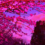 cherry blossom sky