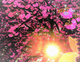 Cherry blossom sunshine