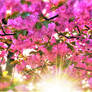 Spring blossom sunshine