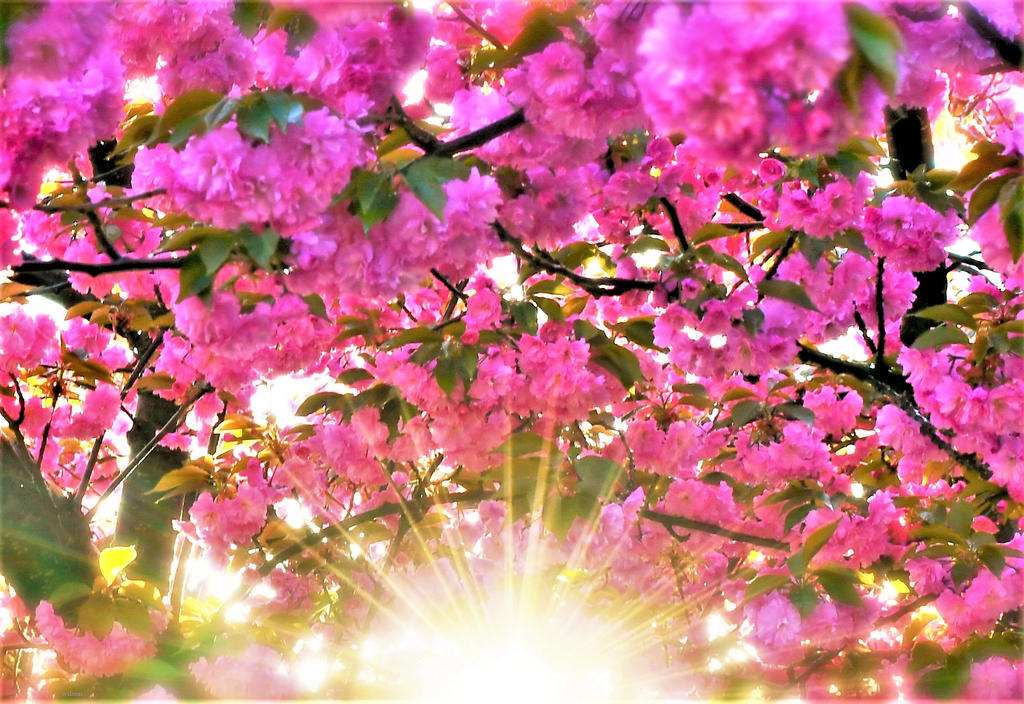Spring blossom sunshine by IWilsonArt on DeviantArt