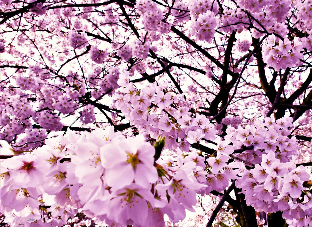Spring day by IWilsonArt on DeviantArt