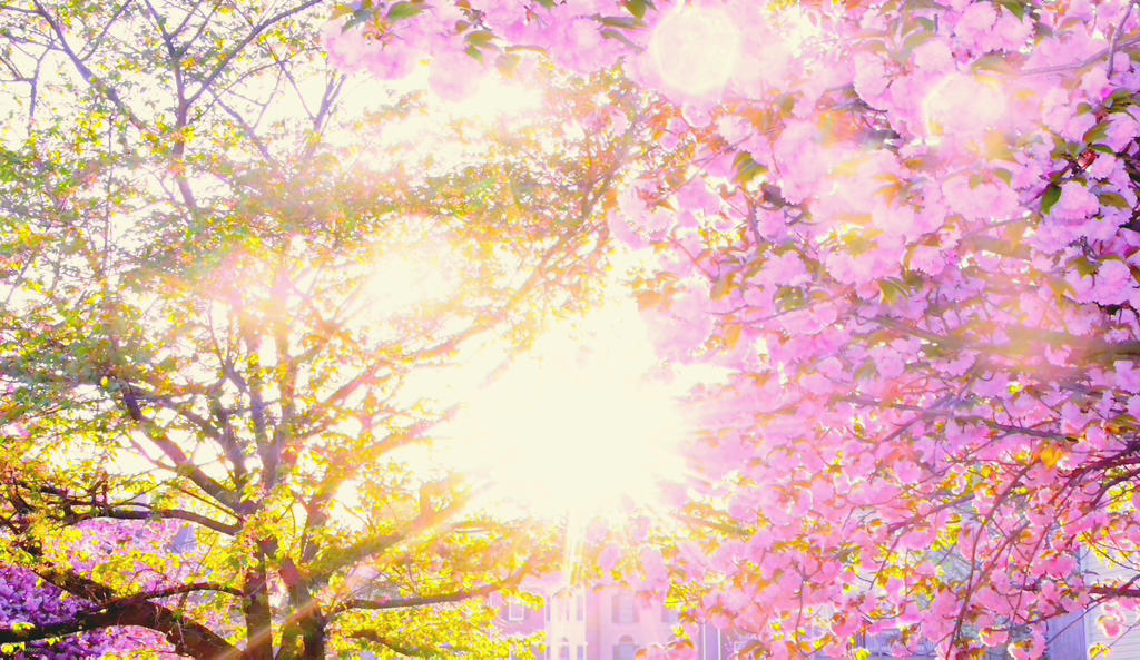Spring blossom sunshine by IWilsonArt on DeviantArt
