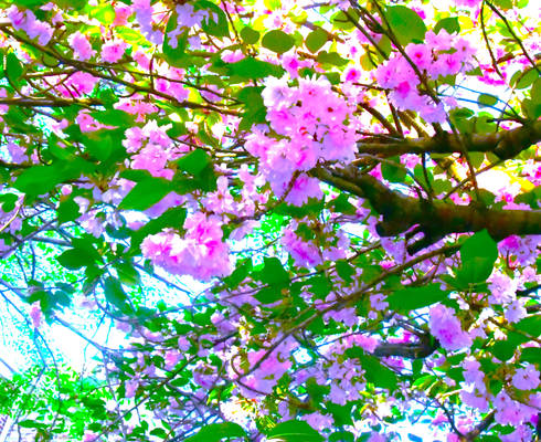 bright blossoms