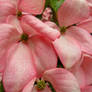 Pink Dogwood