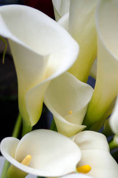 Calla Lilies